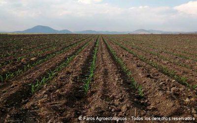 5 Pasos Esenciales para Recuperar la Fertilidad del Suelo