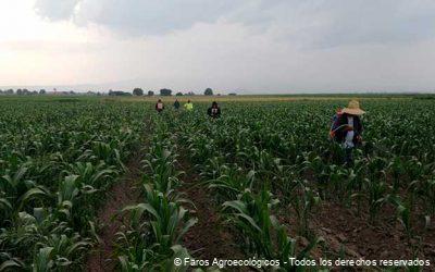 Principios Básicos de la Agroecología: Una Guía para un Futuro Sostenible