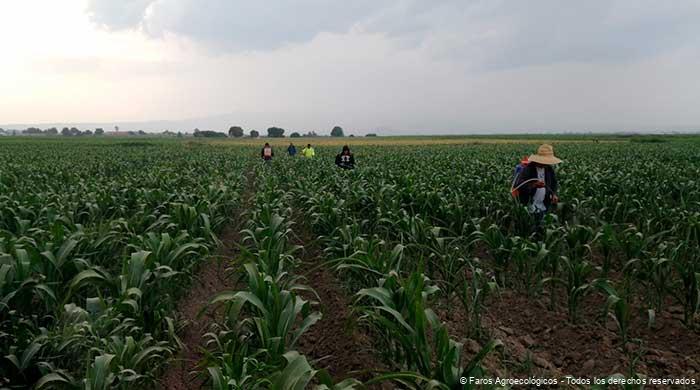 Principios Básicos de la Agroecología: Una Guía para un Futuro Sostenible
