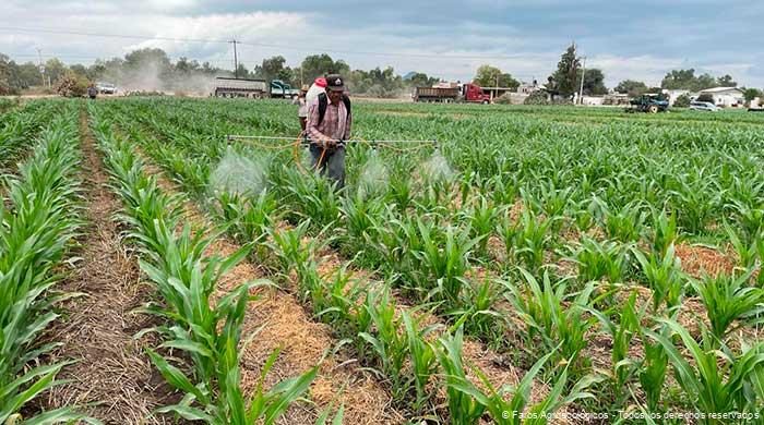 Productor aplicando lixiviado en ecuela de Campo de Faro Agroecológico Estado de México