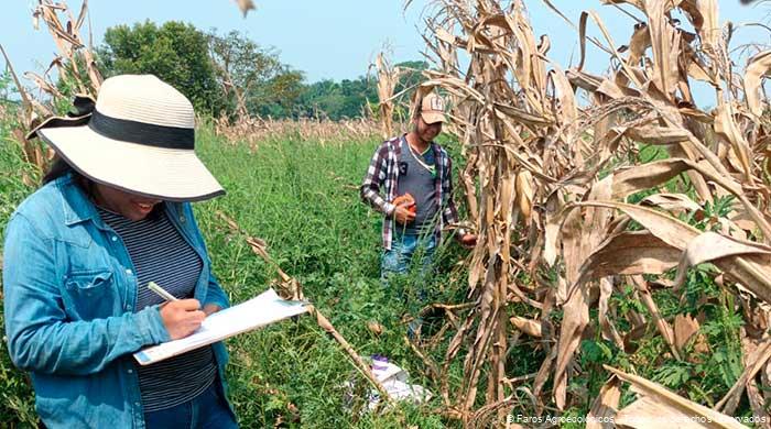 Faros-agroecologicos-2-tecnicos-agroecologos Técnico en agroecologia de Faros Agroecólogos