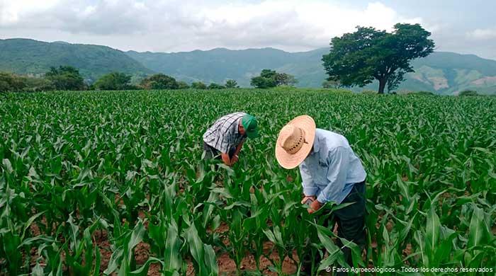 Escuela de campo de Faro agroecológico