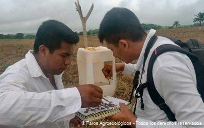 Manejo Agroecológico del Gusano Cogollero en Faros Agroecológicos