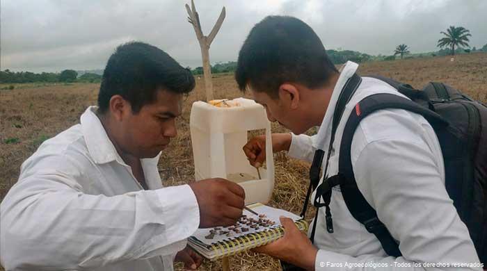 Gusano-cogollero-faros-agroecologicos-3 Técnico en Agroecologia Aldrin Quevedo con productor y trampa de Gusano Cogollero