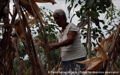 Mujeres Liderando la Revolución Agroecológica en el Cultivo de Maíz