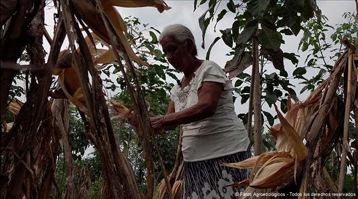 Mujer de Faros Agroecológicos cocechando maíz.