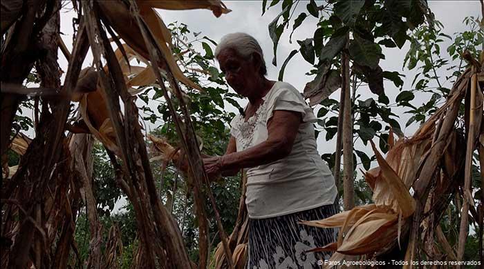 Mujeres-Liderando-la-Revolucion-Agroecologica-en-el-Cultivo-de-Maiz Mujer de Faros Agroecológicos cocechando maíz.