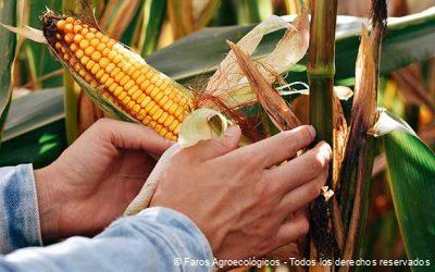 Agroecología: Un Enfoque Integral Hacia la Sostenibilidad Alimentaria