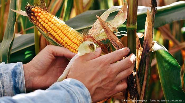 Agroecología: Un Enfoque Integral Hacia la Sostenibilidad Alimentaria