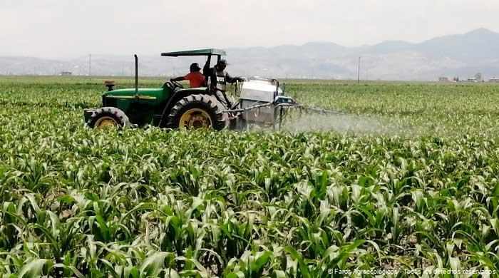 Aplicación de lixiviado en Faro Agroecológico del estado de México.