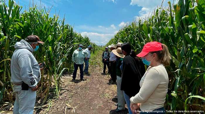 Grupo de Técnicos y Productores reunidos alrededor de la siembra de Maiz recibiendo capacitación.