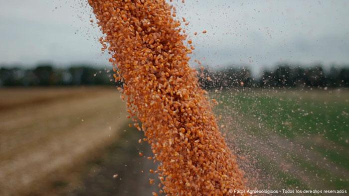 Agroecología y ODS: Cómo Contribuye a la Seguridad Alimentaria y la Sostenibilidad Ambiental