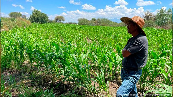 Agroecología y ODS: Promoviendo Consumo Responsable y Desarrollo Económico Sostenible