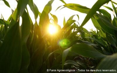 Cultivos Intercalados: Tipos y Beneficios en la Agricultura