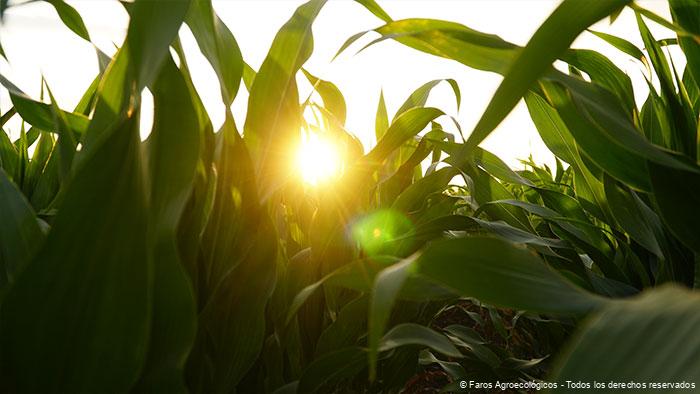 Cultivos Intercalados: Tipos y Beneficios en la Agricultura