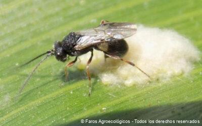 Insectos Parasitoides: Aliados Naturales en la Agricultura