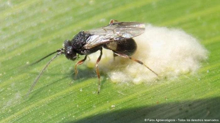 Insectos Parasitoides: Aliados Naturales en la Agricultura