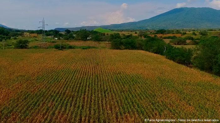 Cultivo de Maiz en Nayarit Michoacan, en los Faros agroecologicos