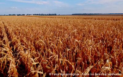 Prescindir del glifosato en la agricultura mexicana