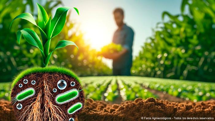 Fijadores de nitrógeno y su impacto en la fertilidad del suelo