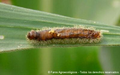 Empleo de Control Biológico con Insectos Parasitoides