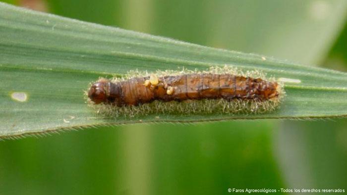 Empleo de Control Biológico con Insectos Parasitoides