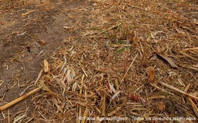 Técnicas Efectivas para la Cobertura Vegetal en Cultivos