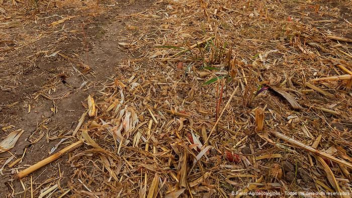Técnicas Efectivas para la Cobertura Vegetal en Cultivos