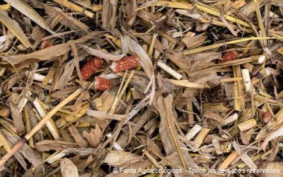 Importancia de la Cobertura Vegetal en la Agricultura