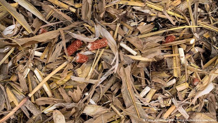 Rastrojo Covertura vegetal Suelo con rastrojo de Maiz