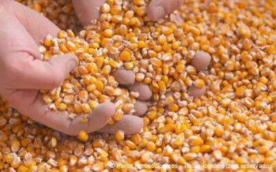 La Agroecología en la Seguridad Alimentaria y la Nutrición