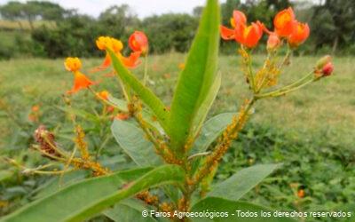 Asclepias curassavica: Una Aliada Natural de los Cultivos