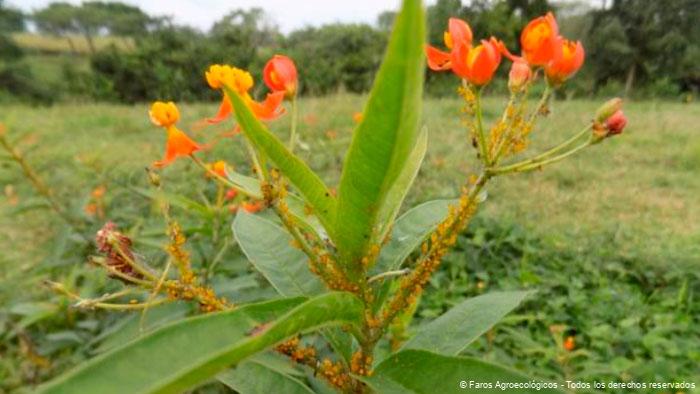 Asclepias curassavica: Una Aliada Natural de los Cultivos