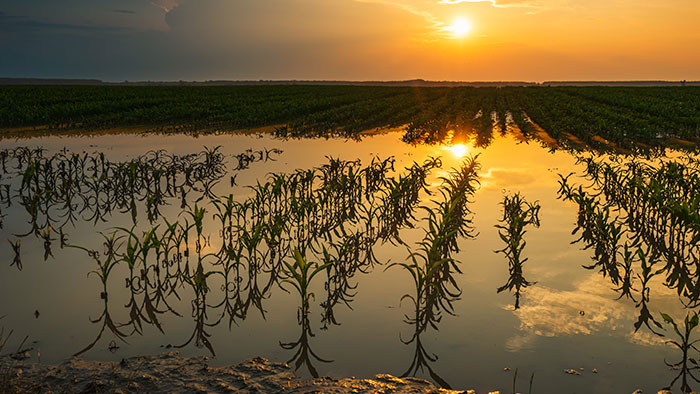 Plantación de campo de maíz joven inundada con cultivos dañados al atardecer