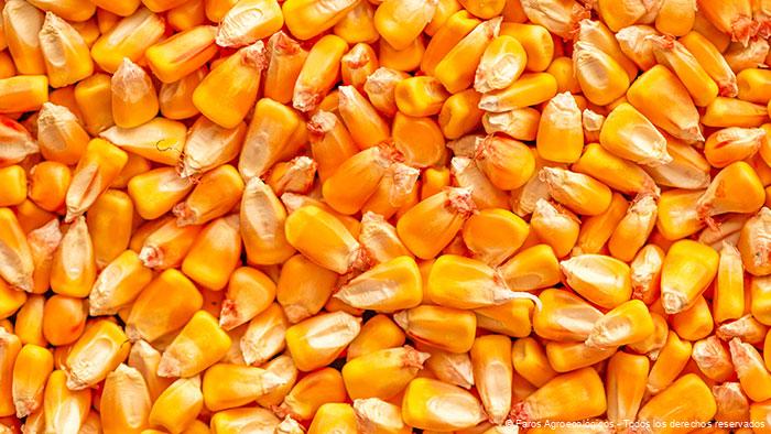 Inoculación-de-Semillas-(2) Maiz