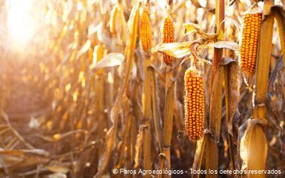 El maíz, el tesoro dorado que ha nutrido y moldeado a México