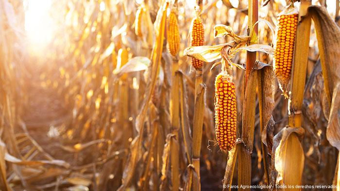 El maíz, el tesoro dorado que ha nutrido y moldeado a México