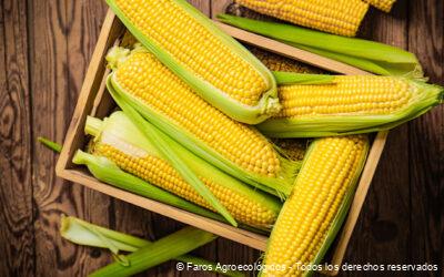 El Maíz como pilar de la Transición Agroecológica en México, Celebrando el Día Nacional del Maíz