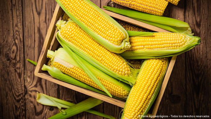 El Maíz como pilar de la Transición Agroecológica en México, Celebrando el Día Nacional del Maíz