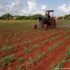 Glifosato fuera, experiencias de los Faros Agroecológicos