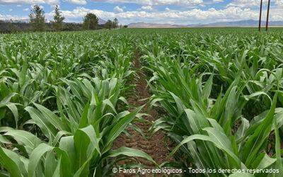 Eliminación del glifosato en la agricultura mexicana, rendimiento y productividad