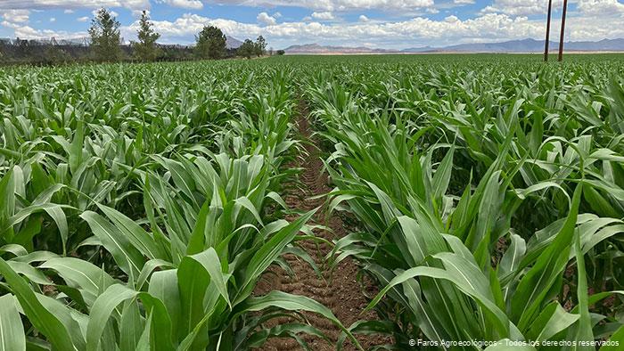 Toma abierta de maizal, en faro agroeoclogico Chihuahua