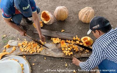 Preparación del Biol de Calabaza en Faros Agroecológicos