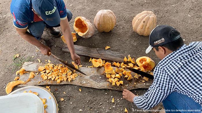 Dos agroecologos cortando calabazas para preparación de biol de calabaza.