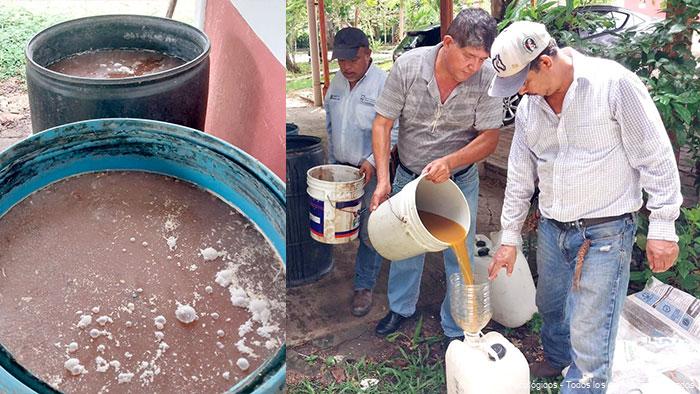 biol-de-naranja-y-biol-de nopal3d Cosecha de biol de naranja y biol de nopal.