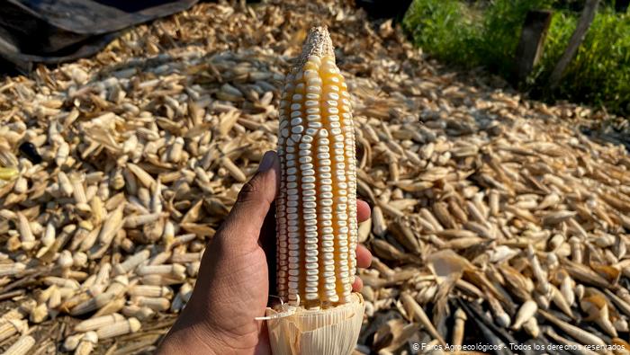 Cosecha de maíz criollo Tuxpeño hojero En Faro Agroecológico.