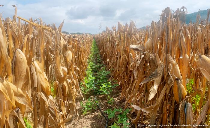 Practica-de-dobla Faro Agroecológico de Chiapas. ECA Emiliano zapata. Frijol y maíz